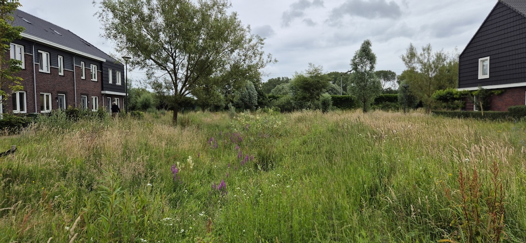 Haren, groene buitenruimte
